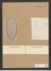 Surirella inducla A. Schm. (de-Toni-Nr.: Genus 53, Species 2382) Zeichnungen Sammlung Grunow Nr. 4787 (NHMW-BOT-W0372925)
